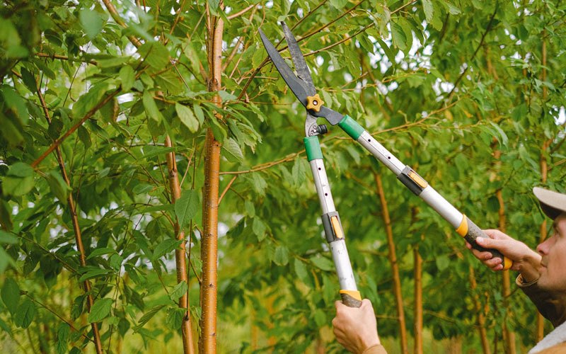 Tree trimming in Stevensville, MT
